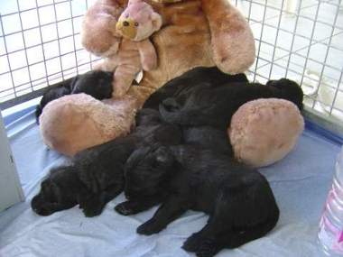 briard noir portée en sieste dans un nounours 