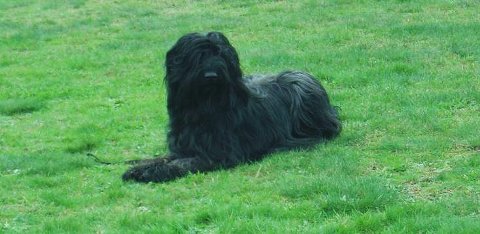 briard noir gems bond absence