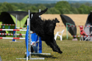 briard pleine action