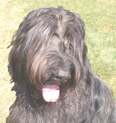 briard ebene