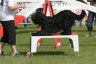 1briard-a-djai.jpg - 