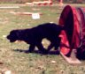 briard-uhat3.jpg - 