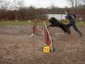 briard-uhat4.jpg - 