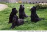 4briards.jpg - 