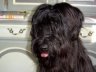 briard-alpha.jpg - 