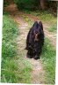 briard-anou.jpg - 