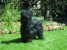 briard-apple.jpg - 
