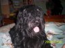 briard-arhwen.jpg - 