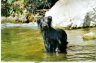 briard-bain-palatine.jpg - 