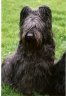 briard-chivas.jpg - 