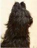 briard-hugo.jpg - 