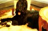 briard-hwendy-ch-de-france.jpg - 