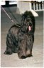 briard-hwendy.jpg - 