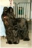 briard-hwendy2.jpg - 