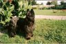 briard-izeul-canas.jpg - 