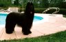 briard-izeult3.jpg - 