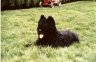 briard-lury.jpg - 