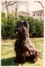 briard-mac-mahon2.jpg - 