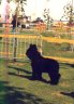 briard-mac.jpg - 
