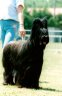 briard-maude2.jpg - 
