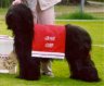 briard-mimie18.jpg - 