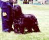 briard-mimie24.jpg - 