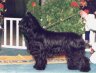 briard-nouthe.jpg - 