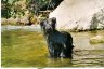 briard-palatine-bain.jpg - 