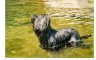 briard-palatine-dans-loup.jpg - 
