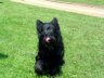 briard-pearls-cuisery.jpg - 