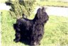 briard-pearls.jpg - 