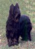 briard-pearls2.jpg - 