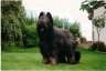 briard-piezo.jpg - 
