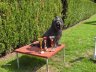 briard-uhat-brevet.jpg - 