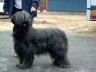 briard-urphe2.jpg - 