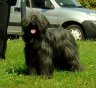 briard-urphee-brevet.jpg - 