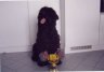 briard-urphee.jpg - 