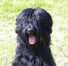 briard-ursule3.jpg - 