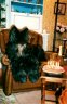 briards-anou2.jpg - 