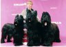 briards-hwen-hugo-izeult.jpg - 