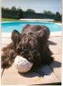 chivas-lunette.jpg - 