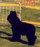 mac-mahon-briard.jpg - 