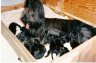 bebes-izeult.jpg - 