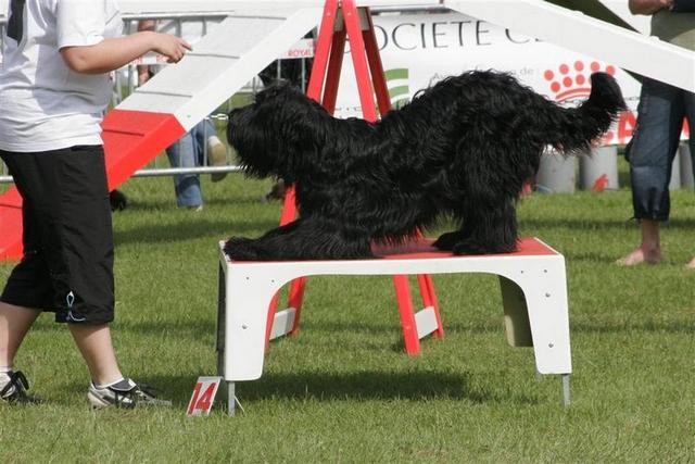 briard A'Djaï