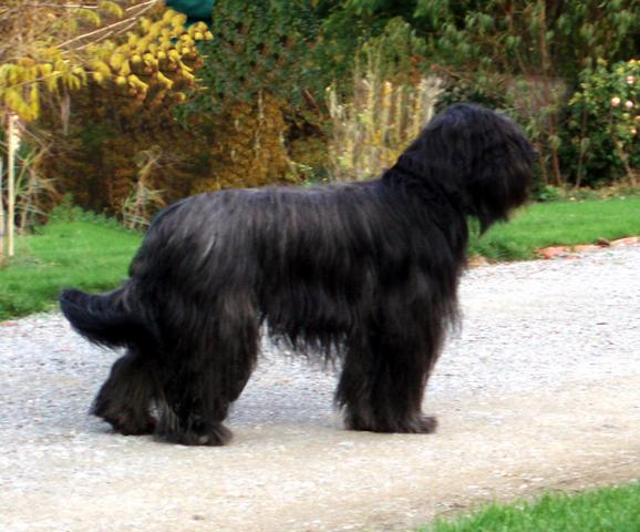 briard Alpha