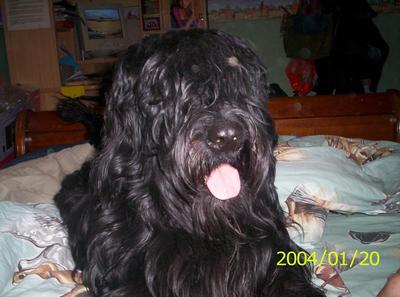 briard Arhwen