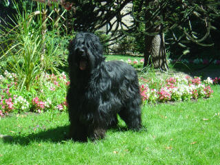 Apple briard berger de brie apple du lur'yanou