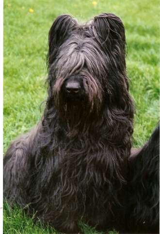 briard chivas