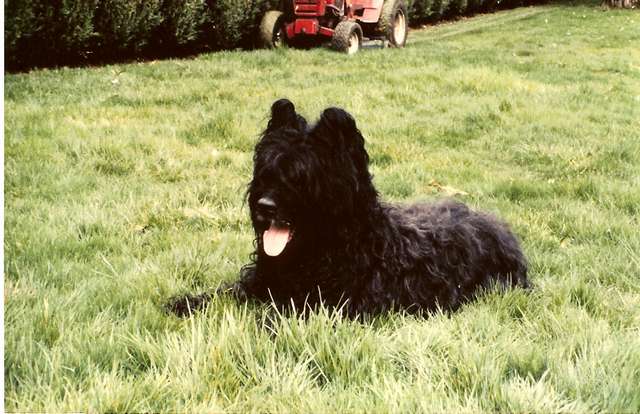 briard lury