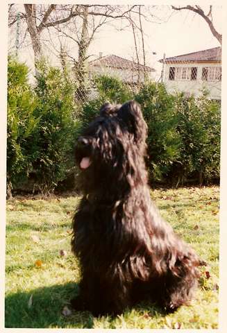 briard mac mahon